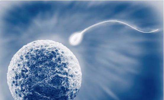 供卵助孕供卵试管2周人绒毛膜激素多少正常-怀孕2个月人绒毛膜激素多少正常