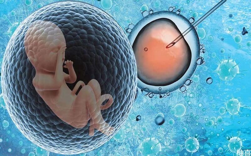 为什么囊胚只能放一个为什么三代规定放一个囊胚